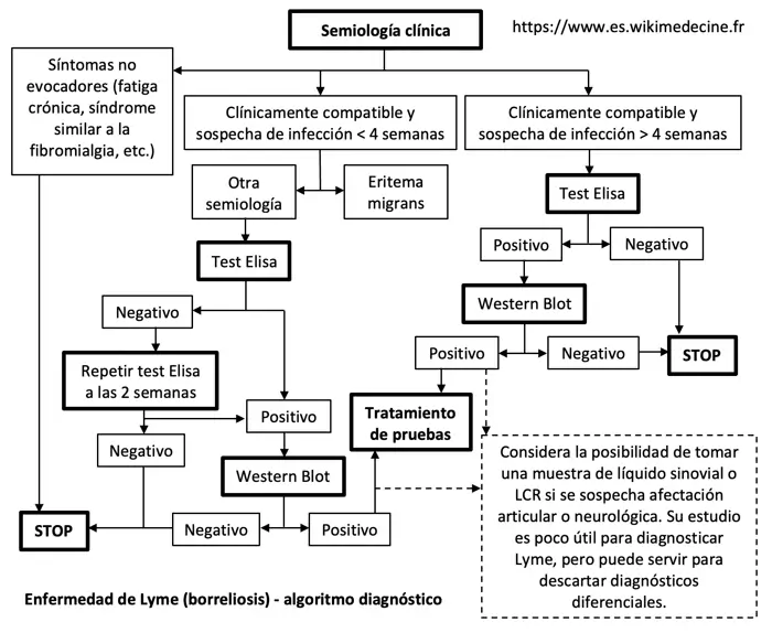 Enfermedad de Lyme (borreliosis) - algoritmo diagnóstico